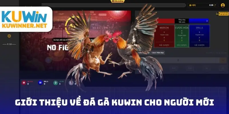Giới thiệu về đá gà Kuwin cho người mới