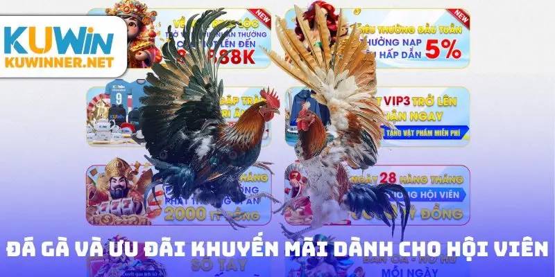 Đá gà Kuwin và ưu đãi khuyến mãi dành cho hội viên