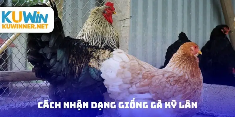 Cách nhận dạng giống gà kỳ lân
