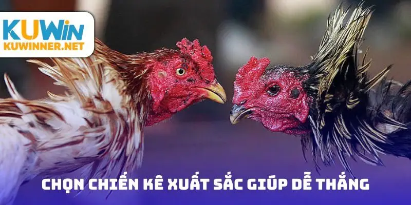 Chọn chiến kê xuất sắc giúp dễ thắng trong đá gà nhân gian