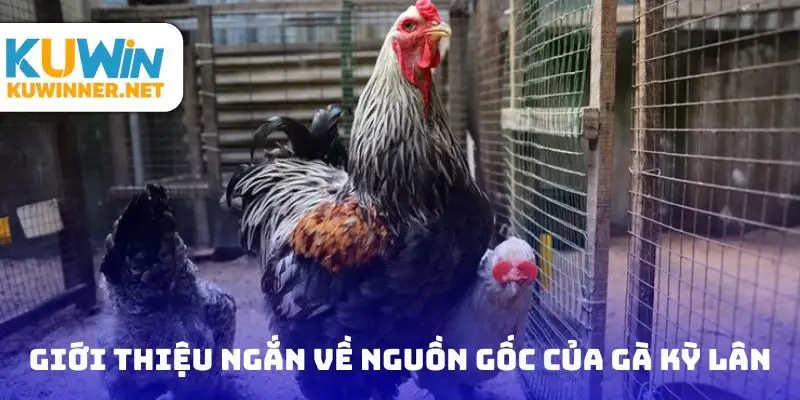 Giới thiệu ngắn về nguồn gốc của gà kỳ lân