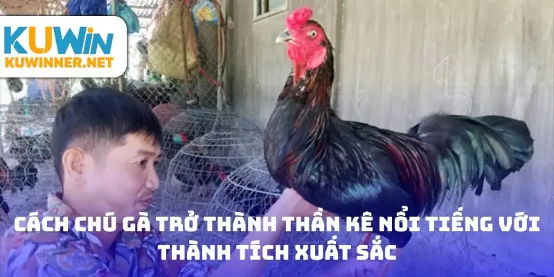 Cách chú gà trở thành thần kê nổi tiếng với thành tích xuất sắc