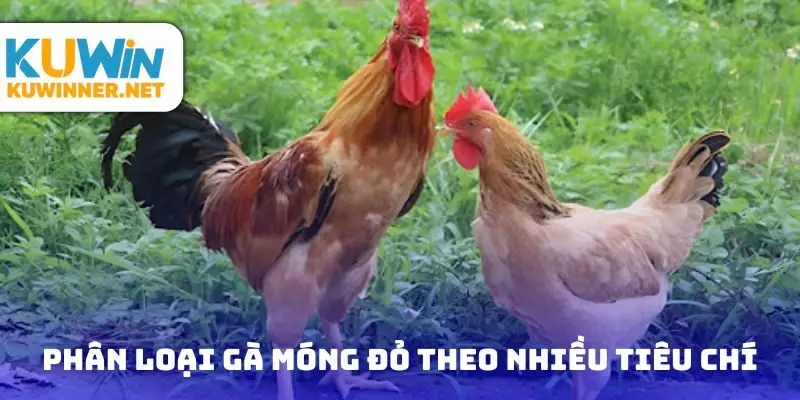 Phân loại gà móng đỏ theo nhiều tiêu chí