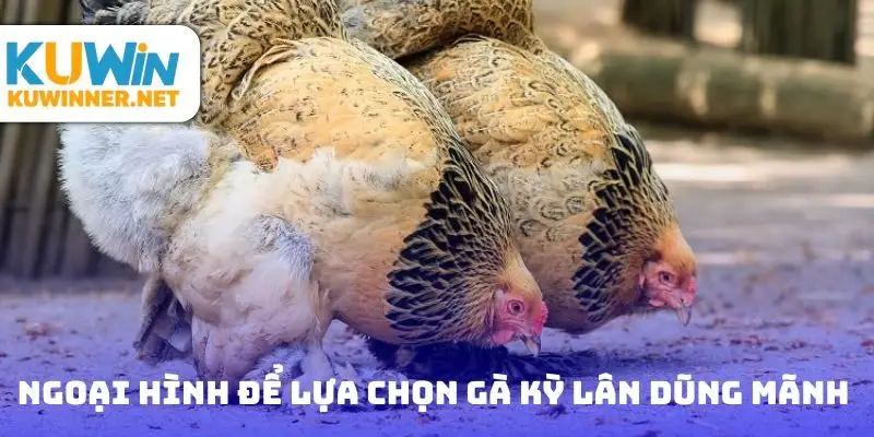 Quan sát ngoại hình để lựa chọn gà kỳ lân dũng mãnh