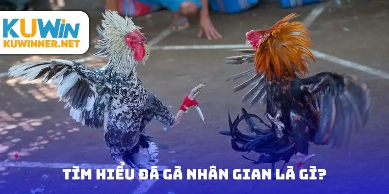 Tìm hiểu đá gà nhân gian là gì?