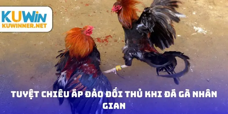 Tuyệt chiêu áp đảo đối thủ khi đá gà nhân gian