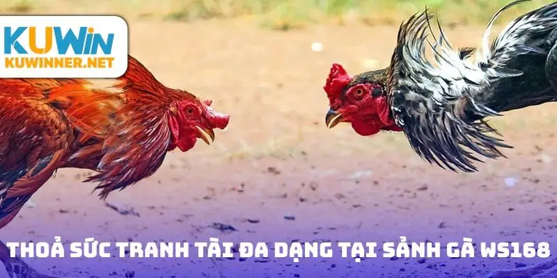 Thoả sức tranh tài đa dạng tại sảnh gà Ws168